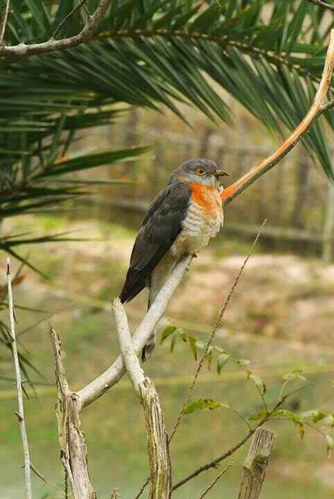 red chested cuckoo